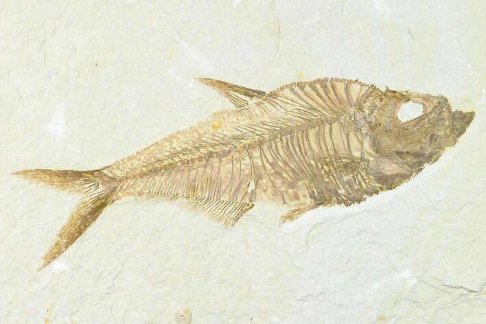 Bargain, Fossil Fish (Diplomystus) - Wyoming #171234